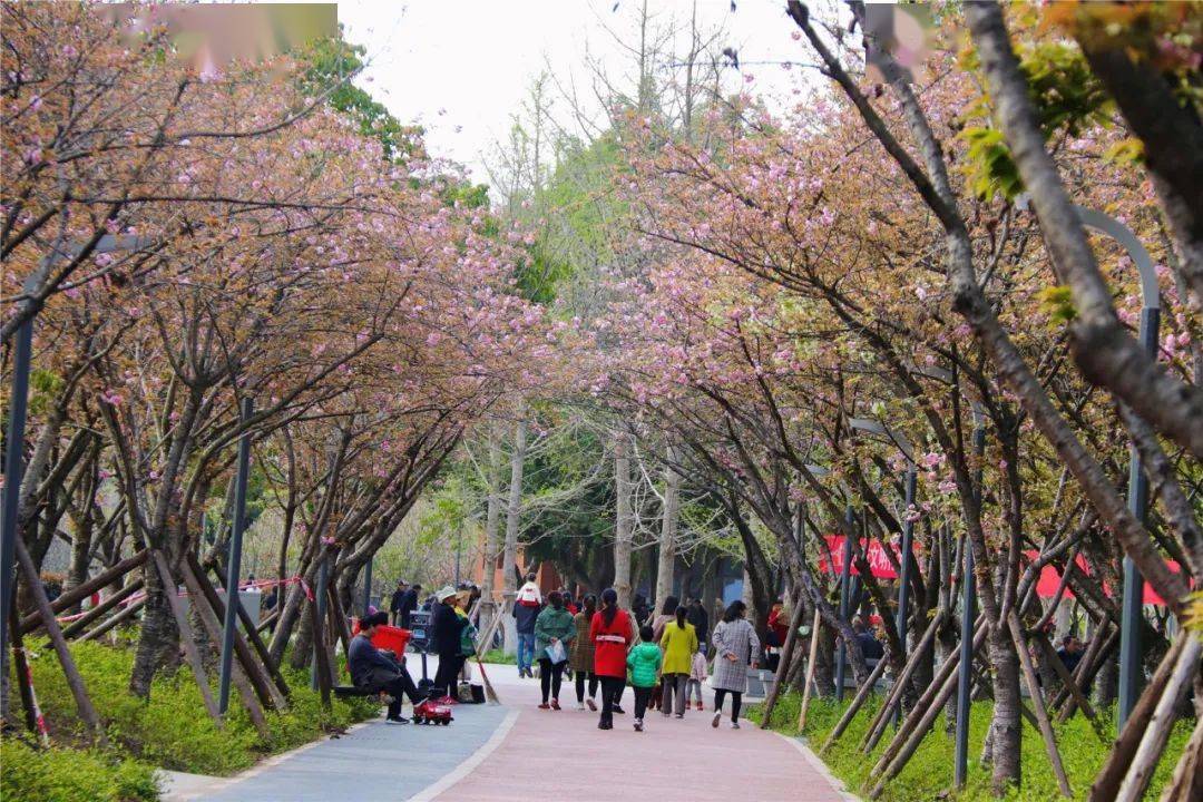 草坪|美极啦！云阳这些地方的鲜花已经开始绽放~