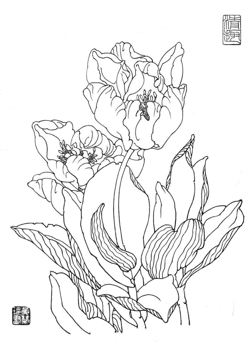 花卉白描玉兰花郁金香