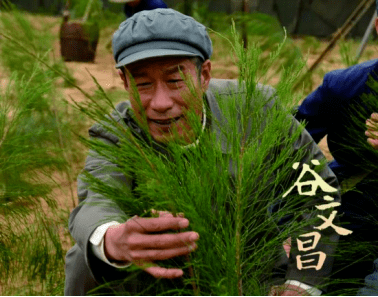 "说出这话的是东山县委书记谷文昌.治沙要种树,谷文昌说干就干.