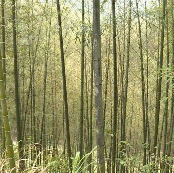 细坳镇:点“竹”成金,构建“一镇一园”农业发展格局_加工_产品_产业