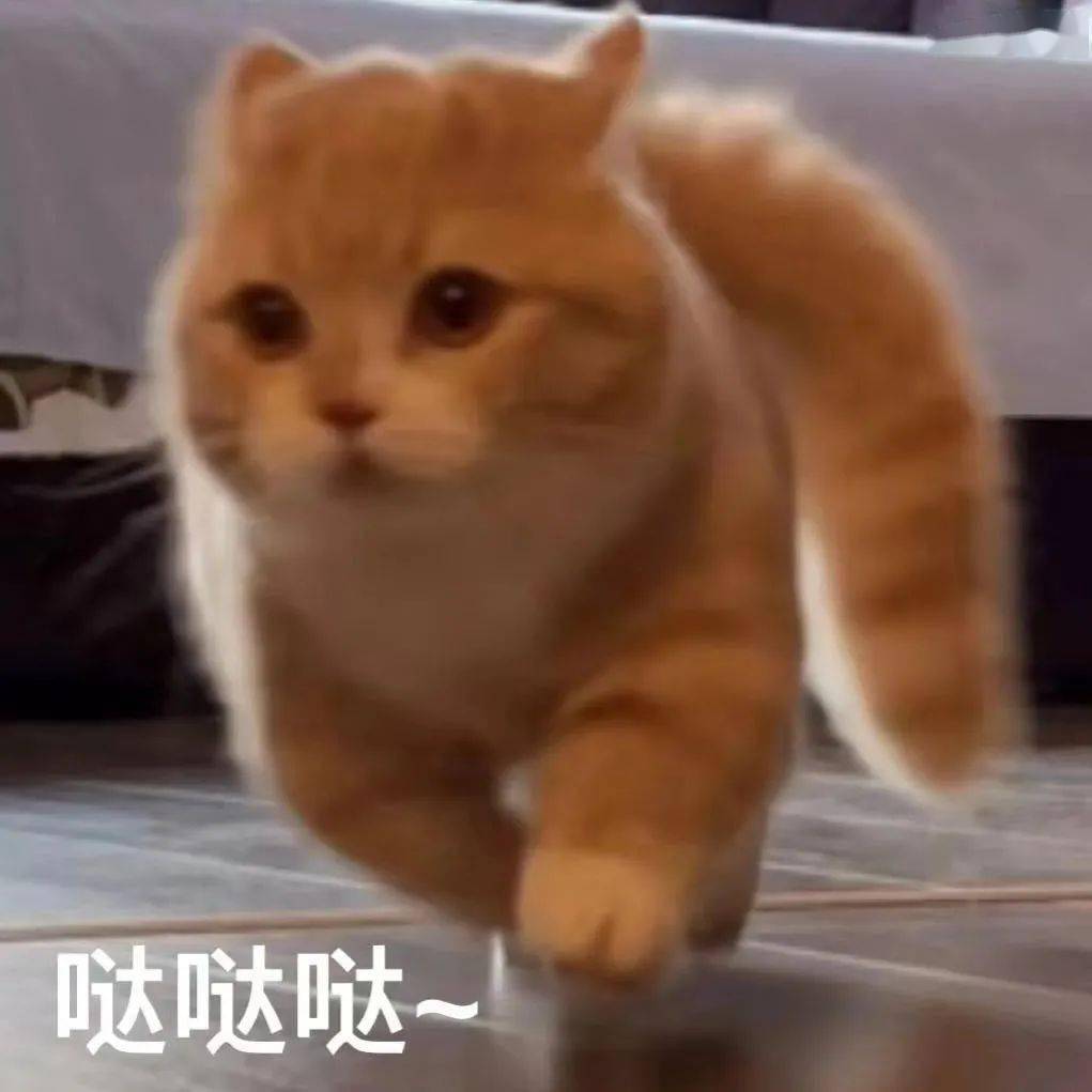 这几个全是猫猫的小工具 怎么这么可爱 猫咪 Cat 替身