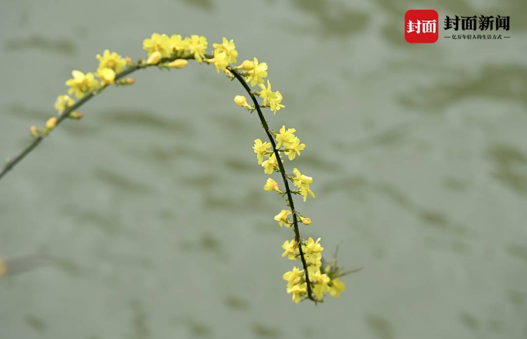 迎春花像瀑布一样倾泻而下,一串串金黄的花朵挂满了倒垂的枝条迎接