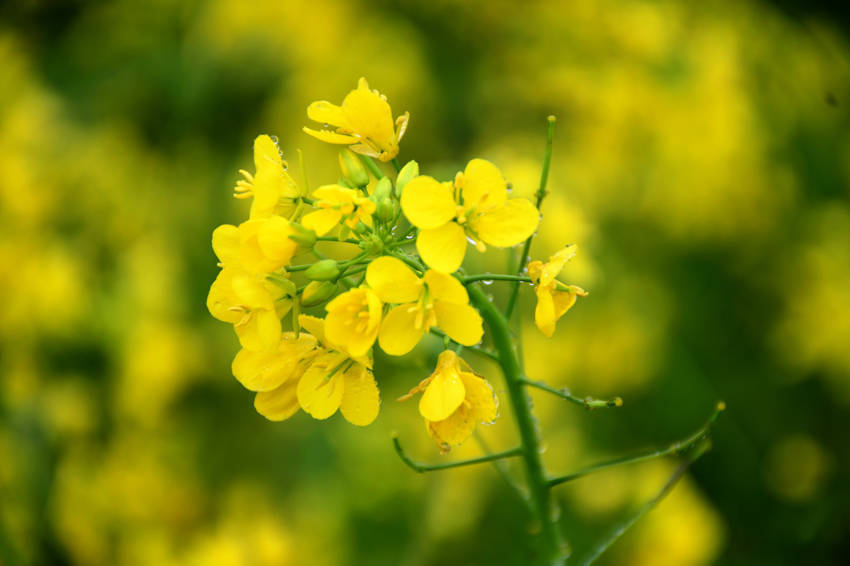 广西宾阳古辣油菜花图片