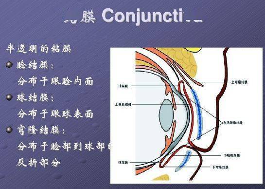 ppt图文：眼部的解剖与生理
