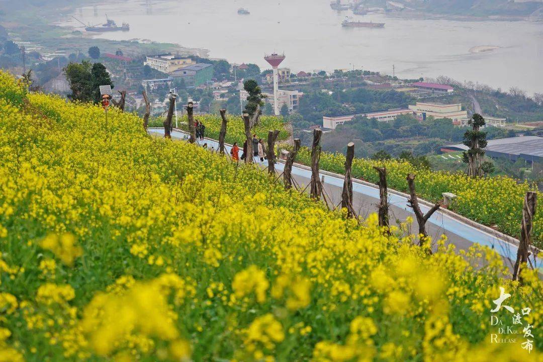 金鰲田園油菜花海主城區中離你好近