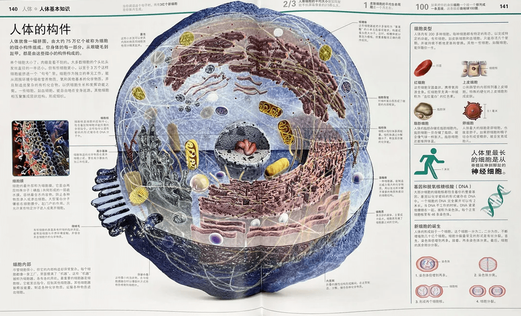 新京雅集——《DK万物大百科》+《DK知识大百科》：五折入手