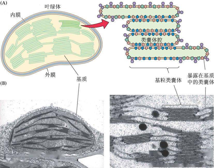 高中生物:生物学图片集汇总,你都认识吗?