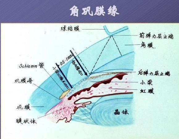 ppt图文眼部的解剖与生理