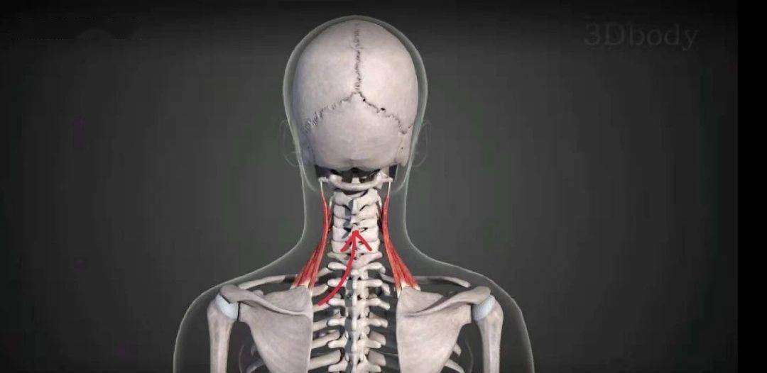 肩颈解剖之斜菱肩提肌和疼痛触发点