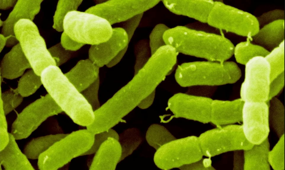 阴沟肠杆菌复合菌图片
