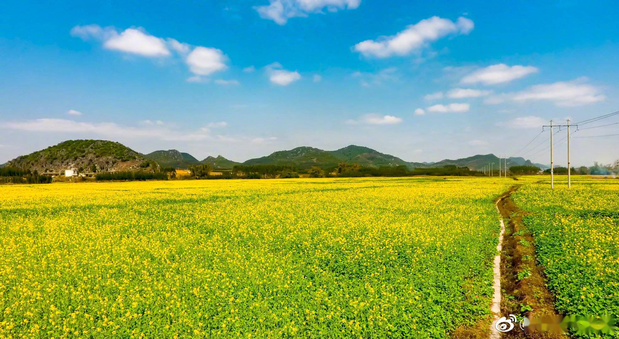 廣西天氣晴朗 油菜花一簇簇競相開放_馬坪鎮_曹村_象州縣