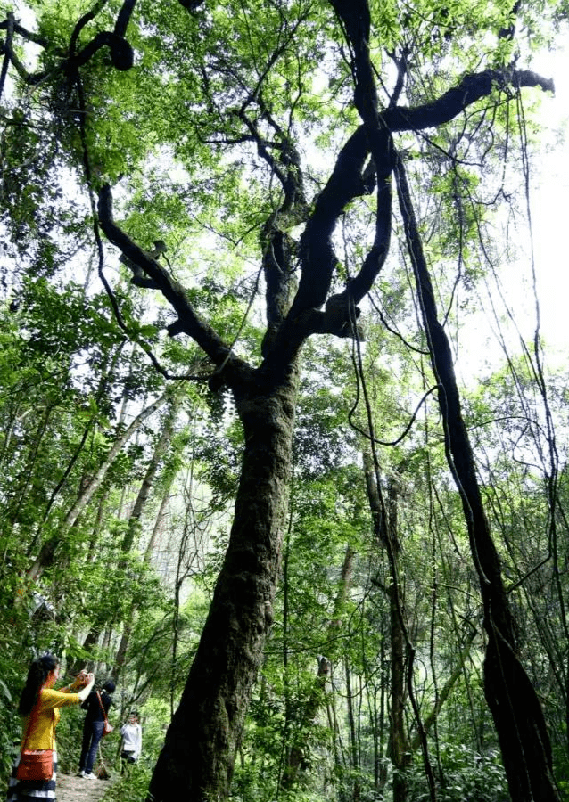 蕉岭太行山峡谷山高谷深有奇滕怪石古树成群引人入胜