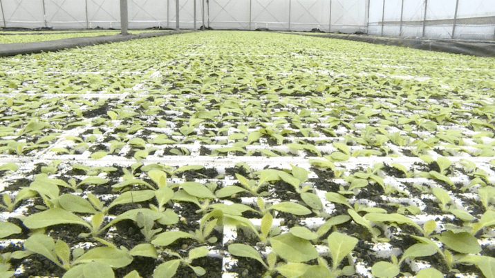 宁远人勤春来早烤烟备耕育苗正当时