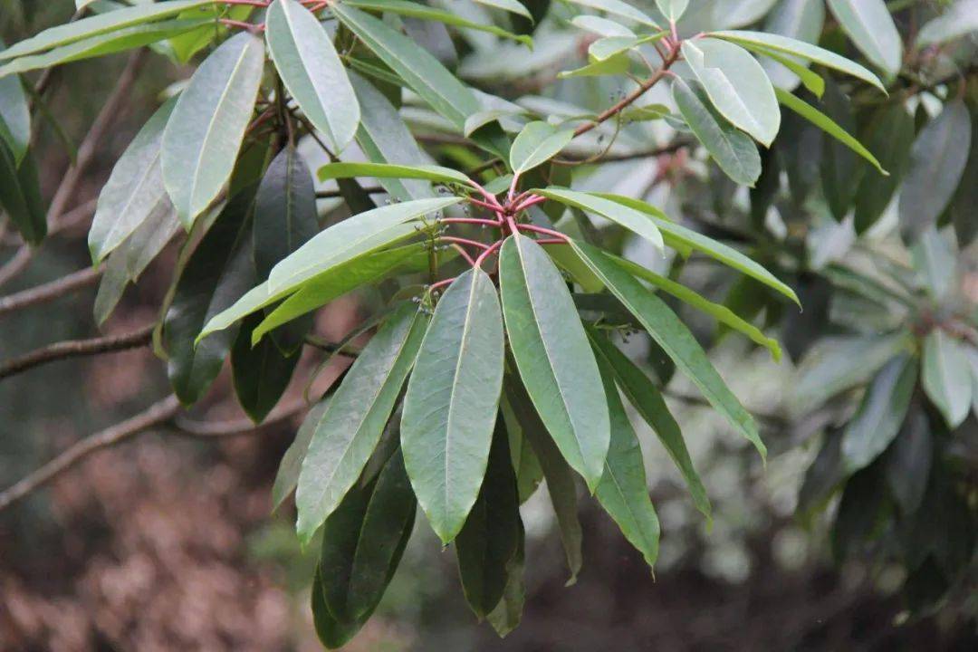 30种名字带有虎字的植物敢说99的人都不认识