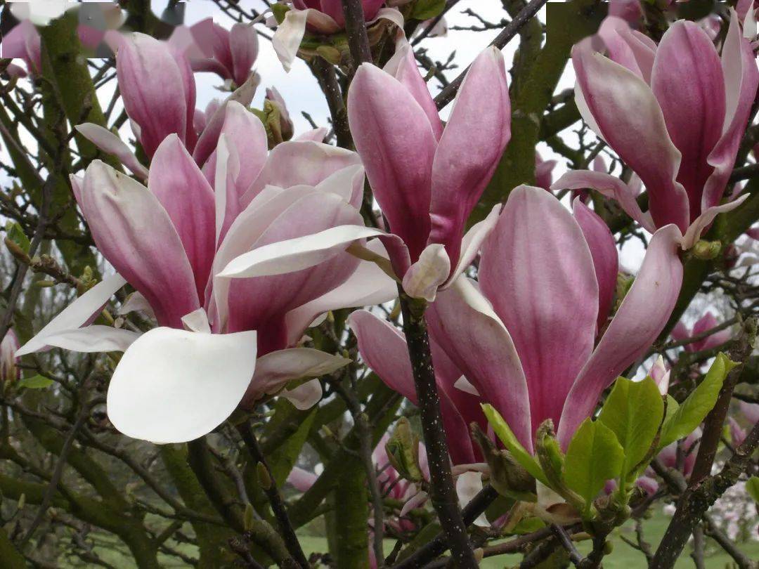 花城明珠的玉兰,竞相戏冬闹春丨花颜鸟语_木兰_育种_二乔