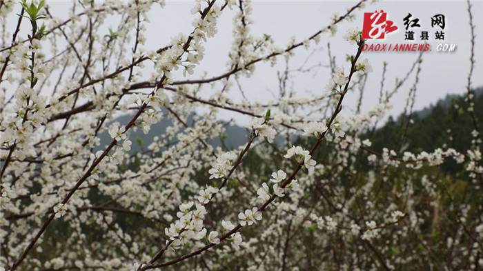 山坳|道县：李花似“春雪”漫山迎春开