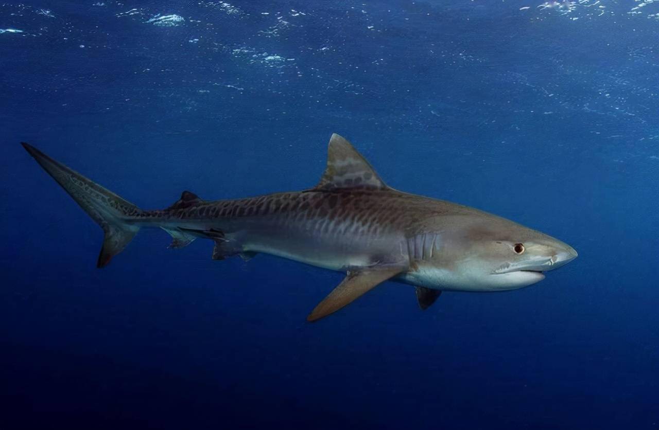 盘点十种最凶猛的海洋生物_鲨鱼_大白鲨_世界