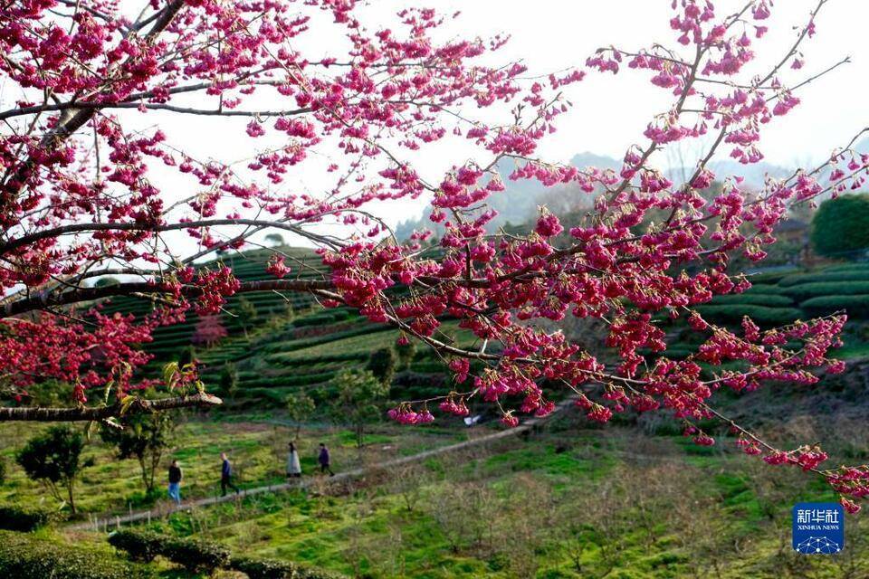 新茶|福建武夷山：茶园樱花开 不负春光美