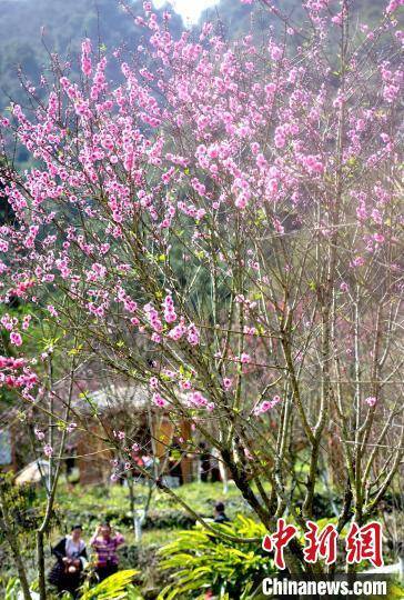 花园里|福建永春：桃花盛开引客来