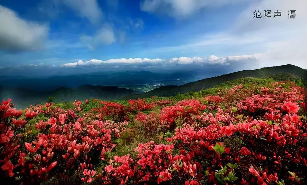 快收藏史上最全黄山市春季花海拍摄点及最佳拍摄时间汇总来啦