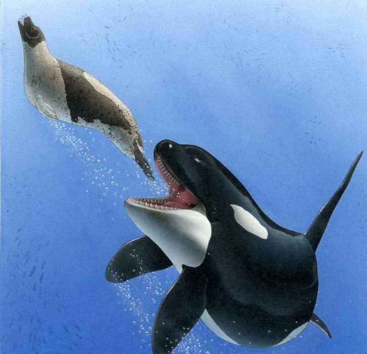 甲骨文研究系列3鱼字研究鱼王现世虎鲸因误入内河搁浅而死