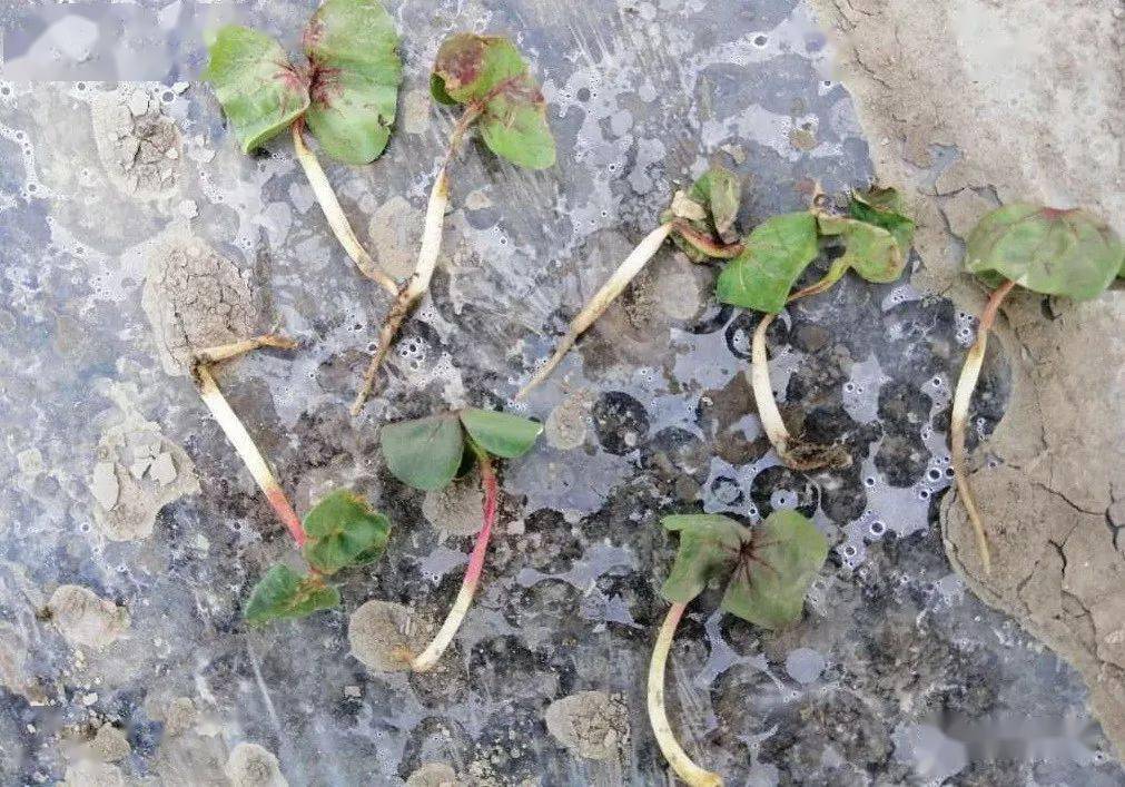 使用量_农药_湿度