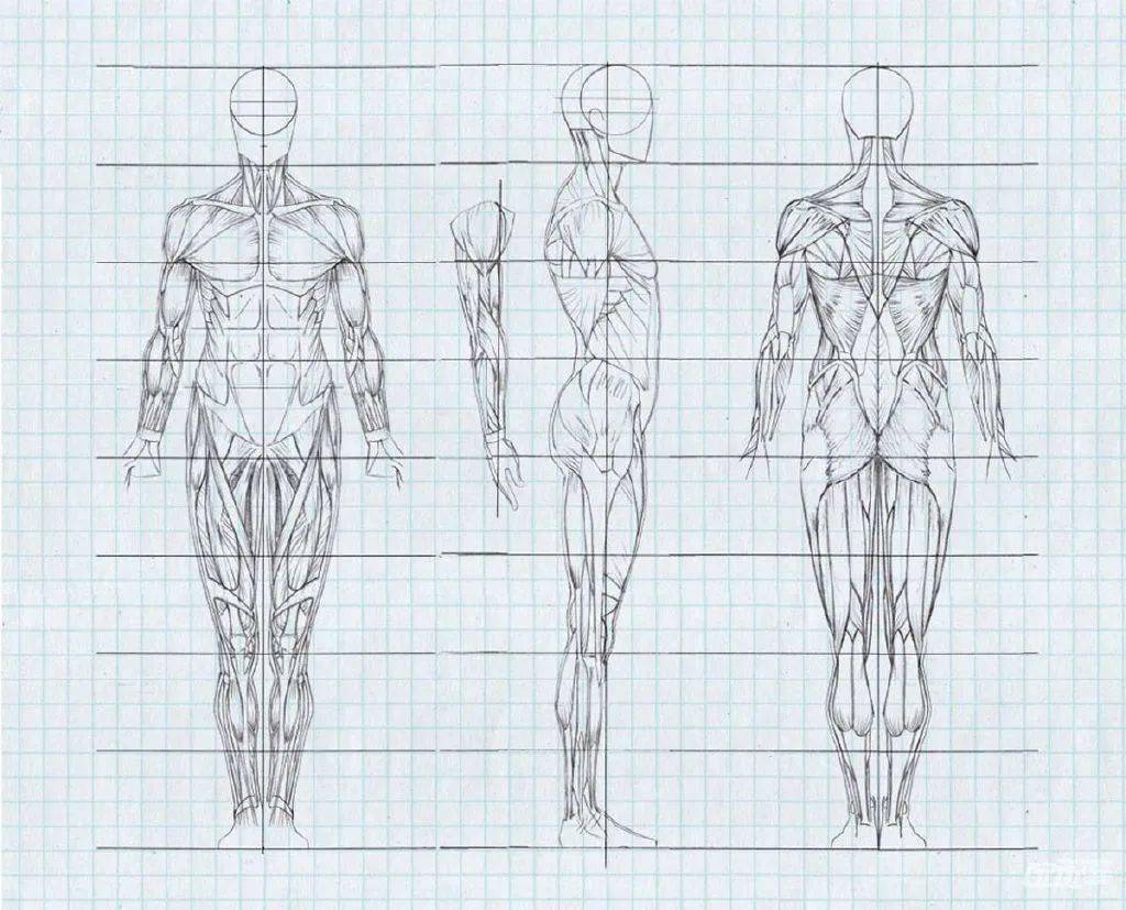 人体比例姿势绘画_整理_参考_素材