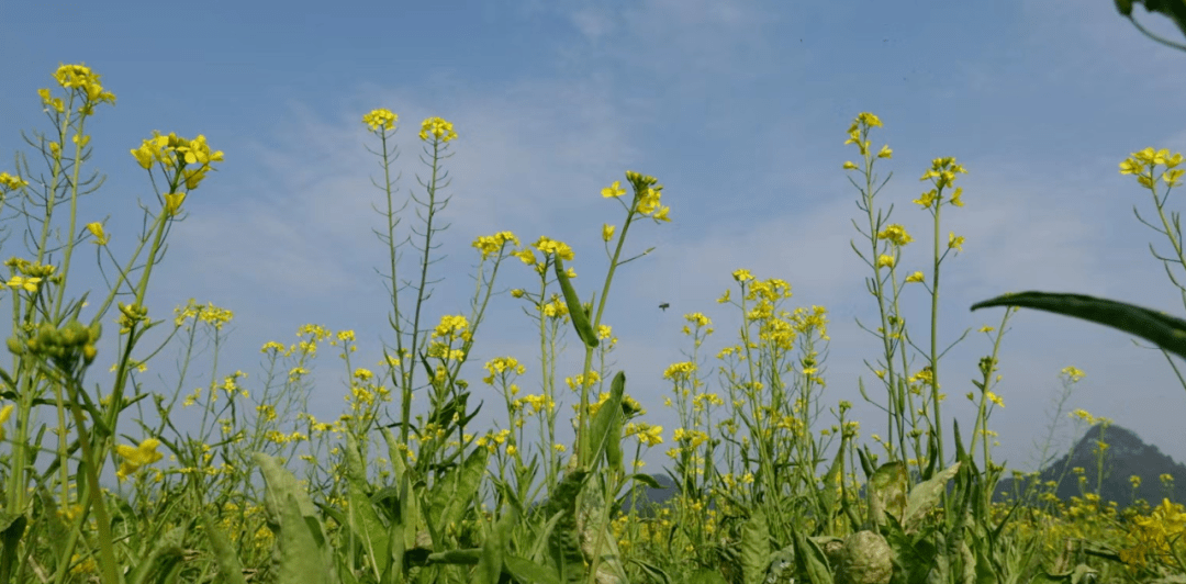 桂林這裡藏著一片絕美67油菜花海