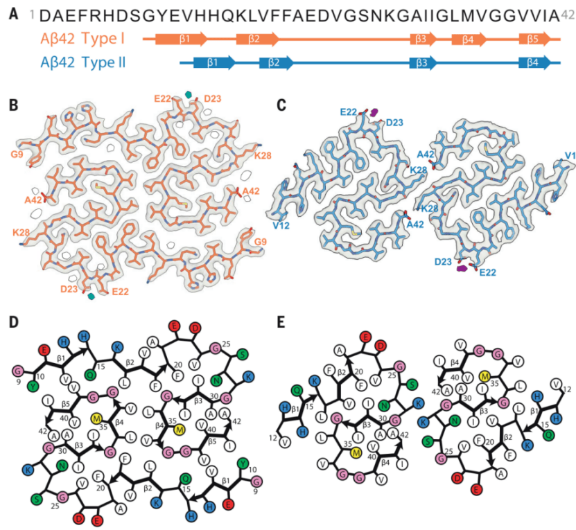 阿尔茨海默病|《科学》：阿尔茨海默病重大突破！科学家首次看清人脑Aβ42结构，并发现体内结构与体外存在差异，实验室工作需革新丨科学大发现