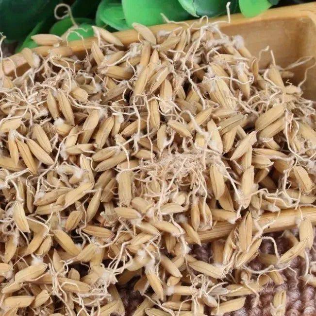 每天学一味中草药——稻芽(彩图)_谷芽_白色_外稃