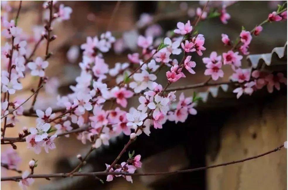 远山|桃花里的时尚，美到心醉