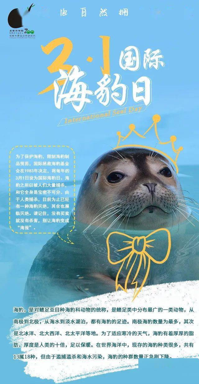 国际海豹日丨让我们拥抱自然拥豹爱