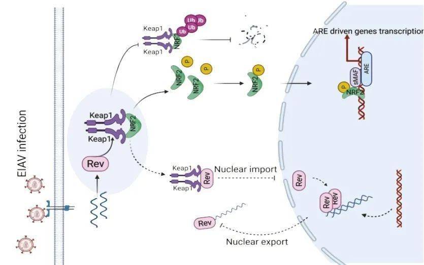 研究揭示keap1nrf2通过识别马传贫病毒编码的rev蛋白发挥抗病毒功能