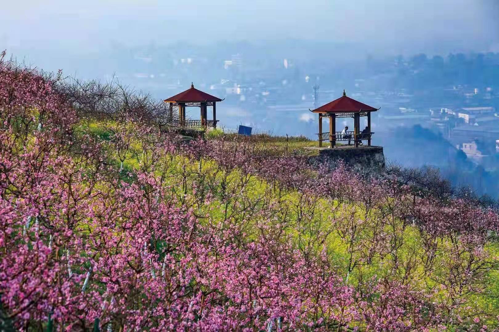 北碚澄江樱花图片