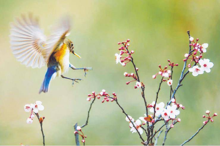 梅花|美文欣赏：春花始烂漫 诗情画意浓