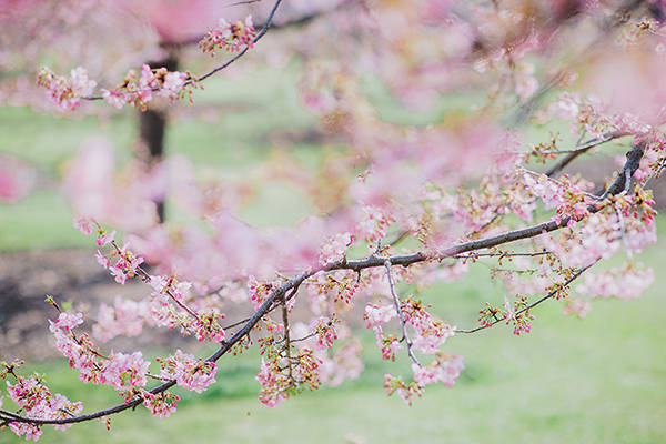 之和|辰山植物园最美河津樱历经“坎坷”，本周末起渐入最佳观赏期