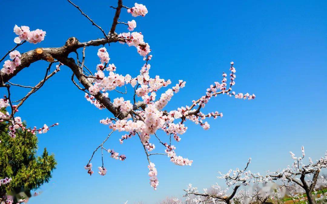 在众多杏花中,这几株的姿态和颜色非常亮眼.
