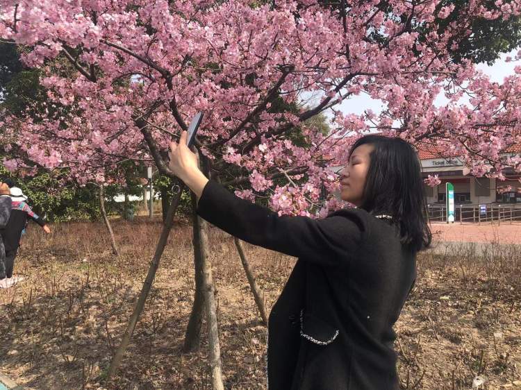 顾村公园迎来最美樱花季上海樱花节15日开幕16万余株樱花即将盛开