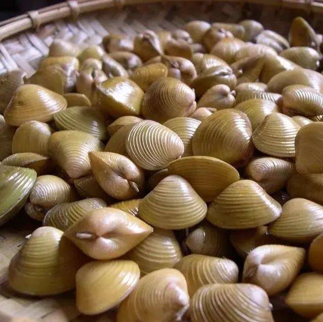 美食·美说│李晋：河蚬有味_蛤蜊_研究_有售