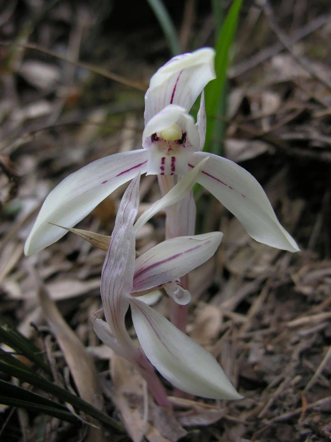 独蒜兰绶草毛萼珊瑚兰山珊瑚兰天麻杜鹃兰兰科植物以其独特的观赏价值