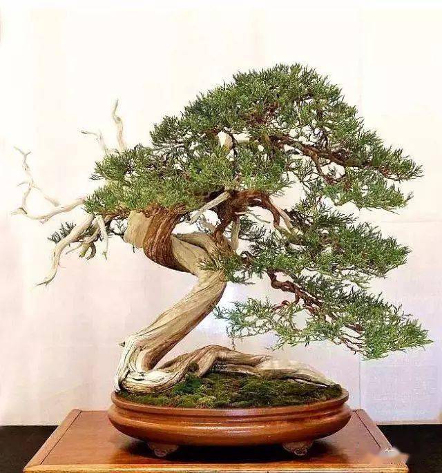 二月二,龙抬头_山松_cm_作品