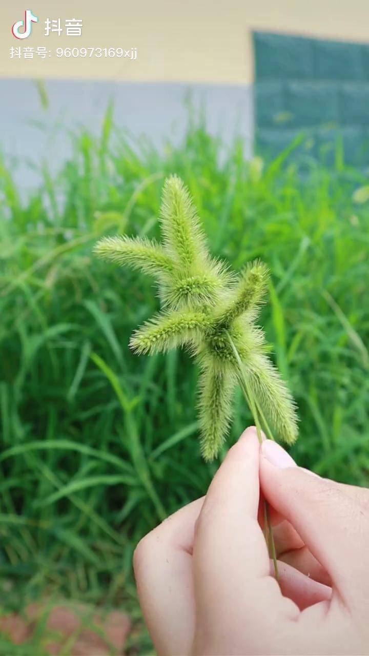 童年的记忆狗尾巴草做小兔子狗尾巴草兴趣才艺青少年成长手册抖音