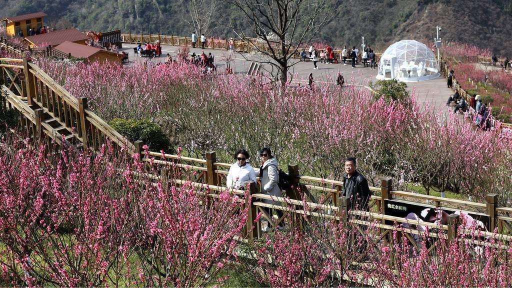 陕西|暖春时节 陕西宁陕子午梅苑梅花盛开迎客来