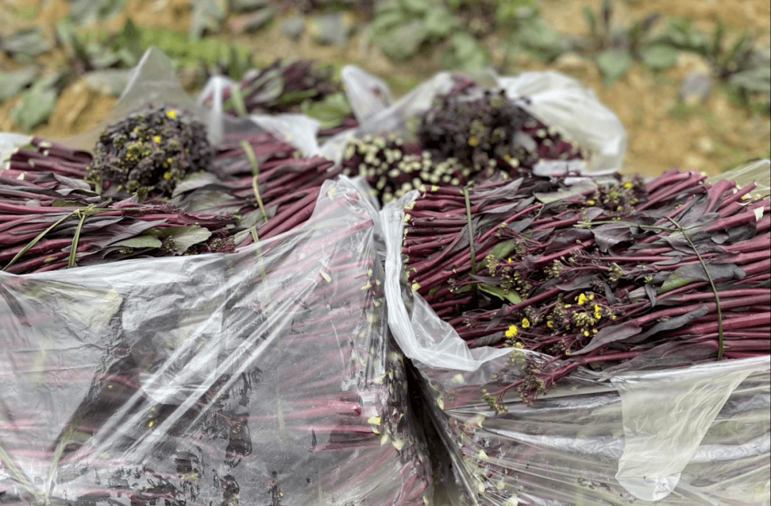 开阳永温镇坤建村 菜苔红油油菜农采收忙 红菜苔 罗毅 辣椒