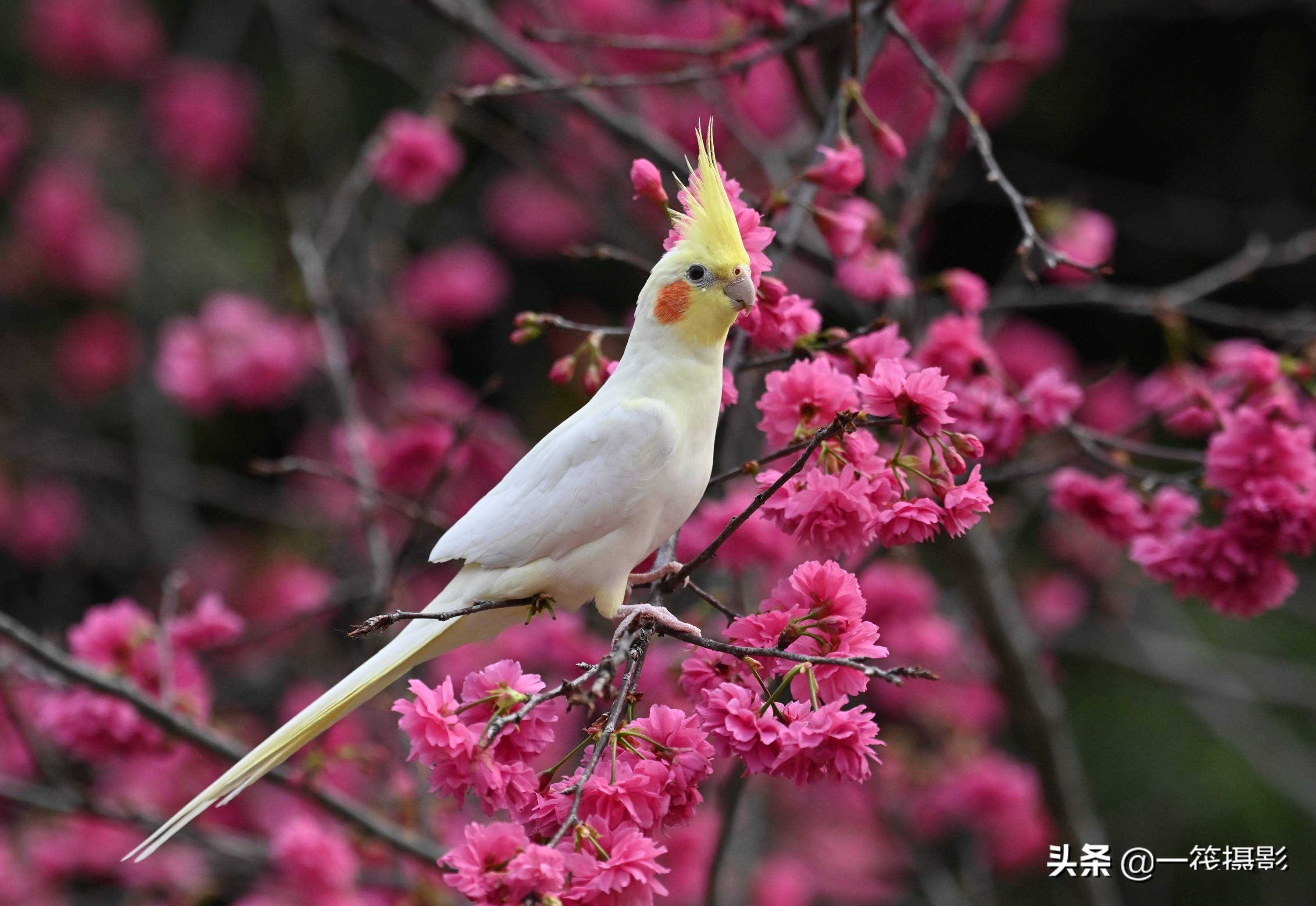 玄凤鹦鹉 壁纸图片