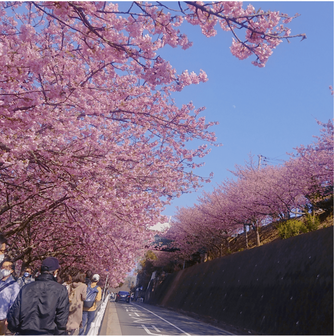 2022年神奈川县民推荐樱花私房景点疫情过后的樱花依然美丽灿放中