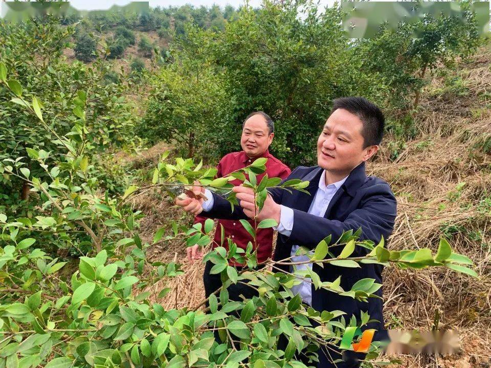 有關產業獎補政策以及油茶水肥管理,病蟲害防治技術,良種繁育技術和