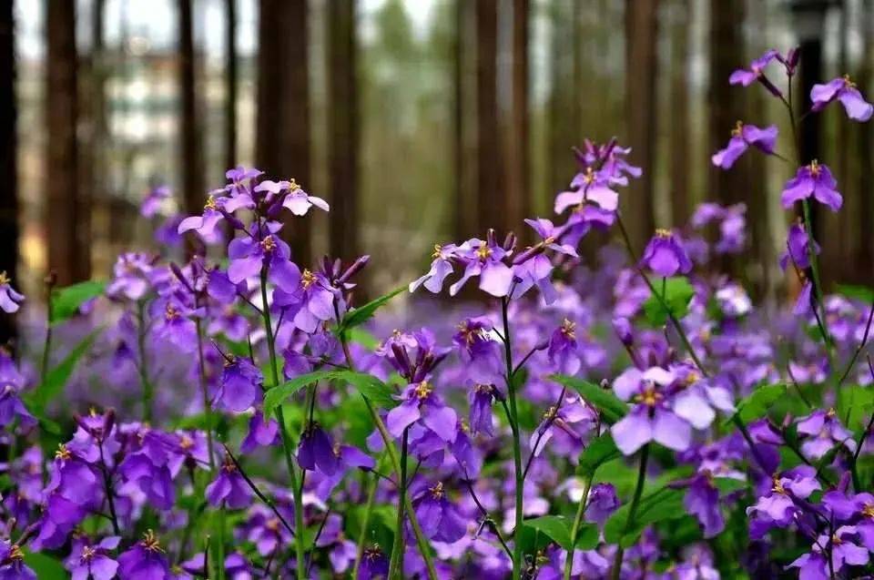 团城|这里有片“紫色花海”，都是属于郊游的浪漫