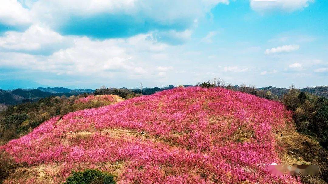 崇州市戚家湾看花图片