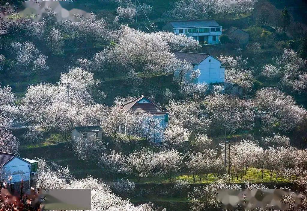 四明山悬岩村樱花图片